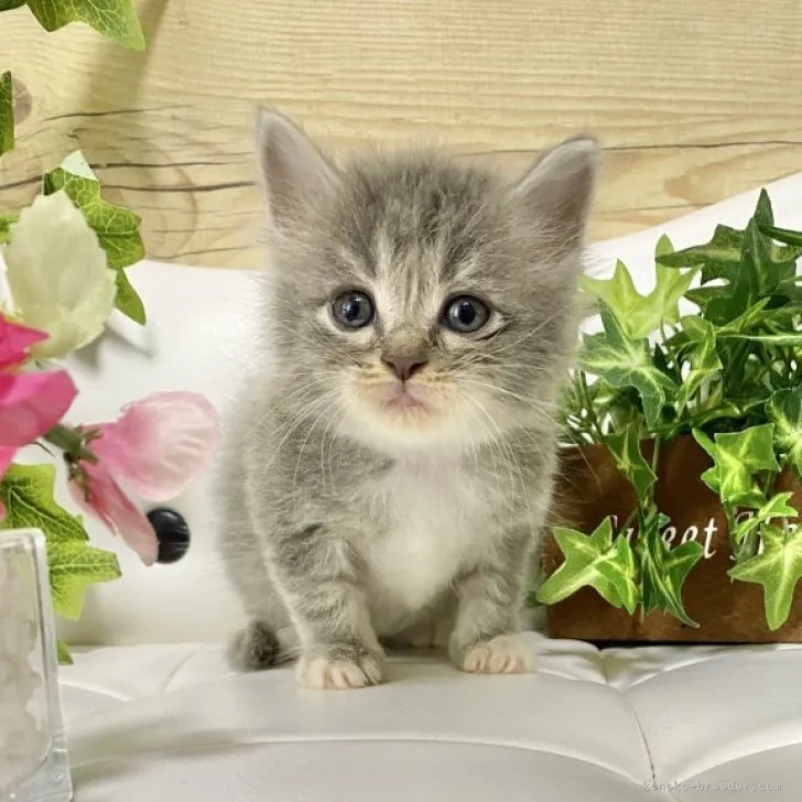 ID：2306-02550の子猫