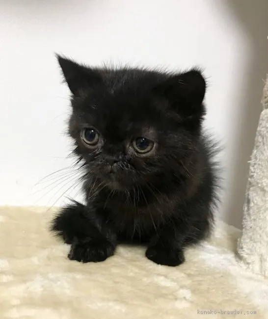 ID：2006-01618の子猫