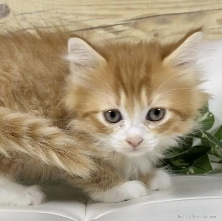ID：2210-00123の子猫