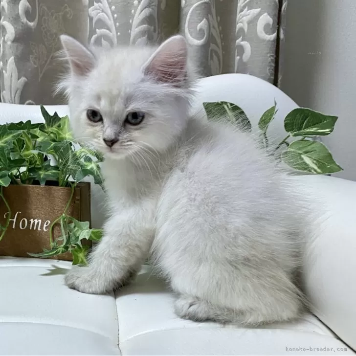 ID:2407-00832の子猫
