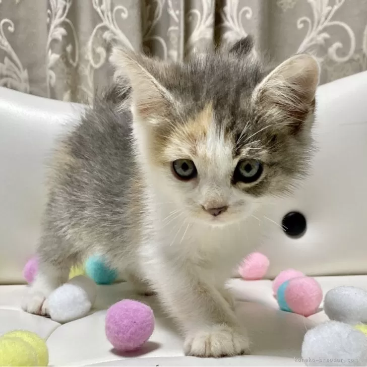 ID:2409-02489の子猫