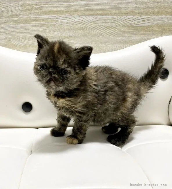 ID：2201-01389の子猫
