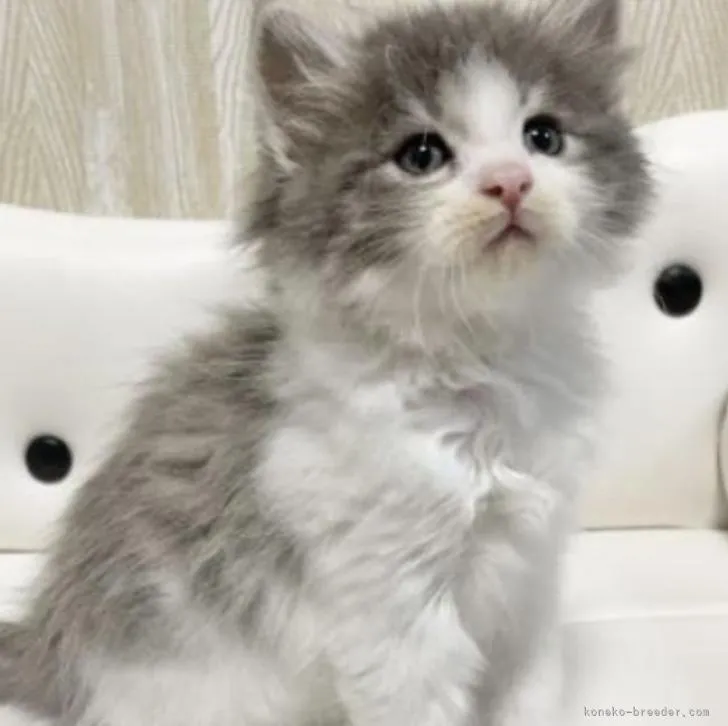 ID:2209-01006の子猫