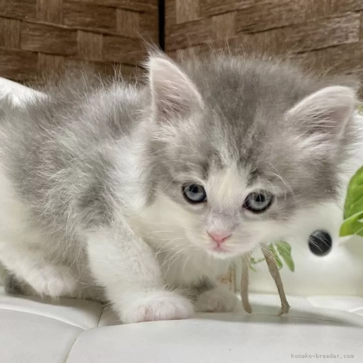 ID：2402-00927の子猫