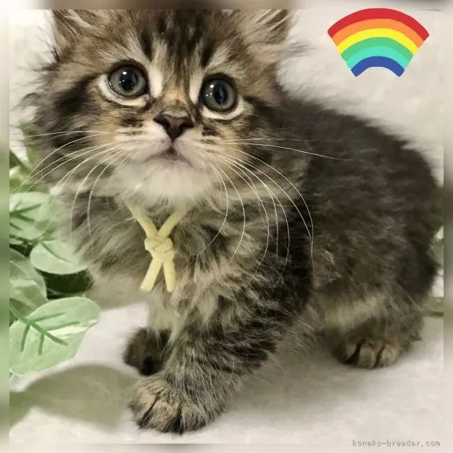 ID:2105-00913の子猫
