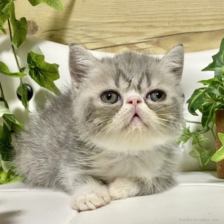 ID:2305-03533の子猫