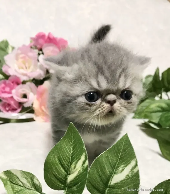 ID:2009-02015の子猫