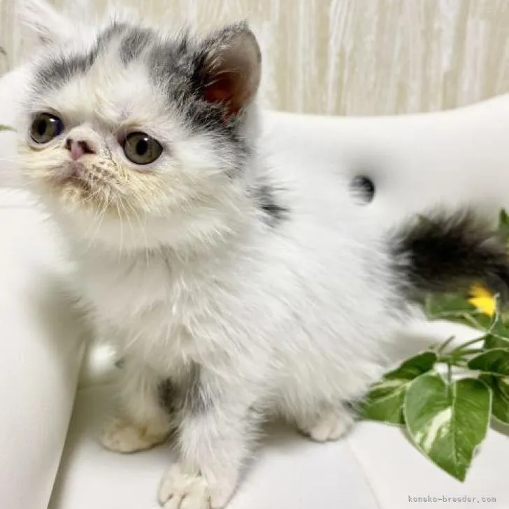 ID：2207-02239の子猫