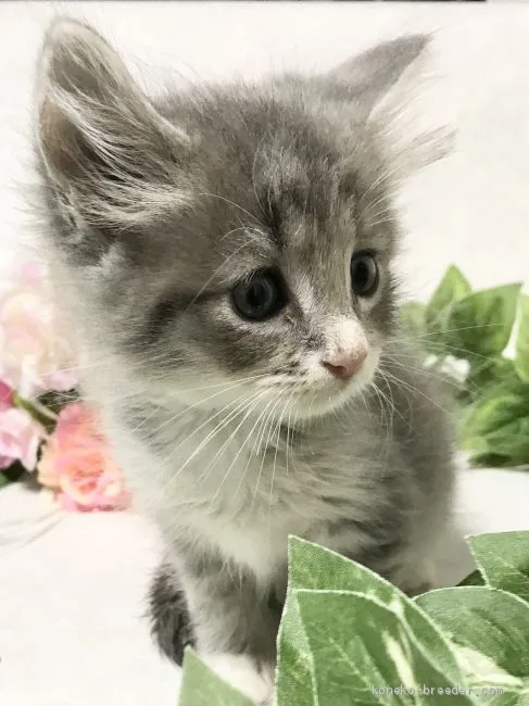 ID:2009-01497の子猫