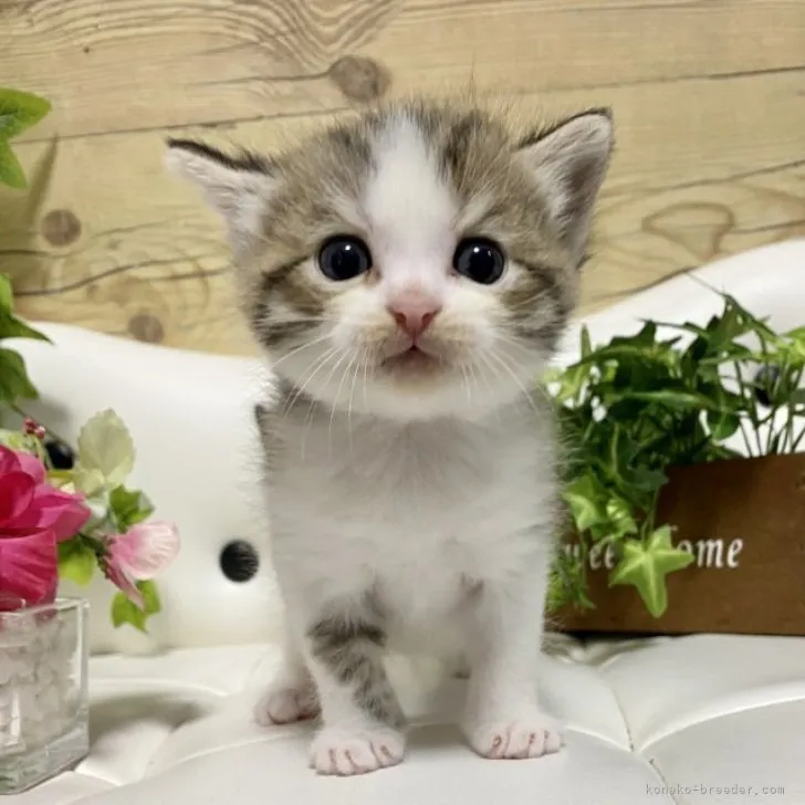 ID:2306-01883の子猫