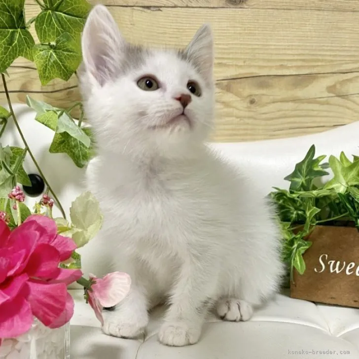ID:2306-00446の子猫