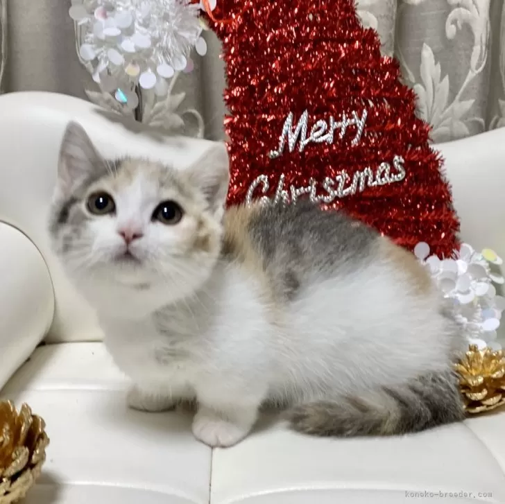 ID:2410-03010の子猫