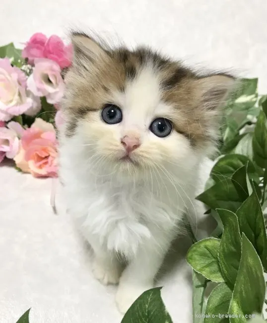 ID：2009-01156の子猫