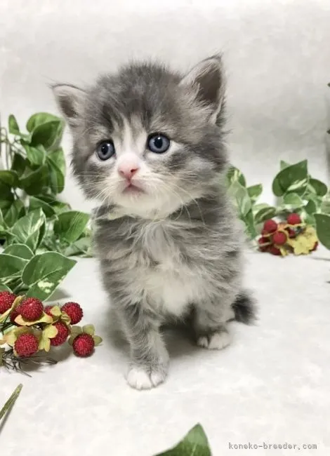 ID：2109-02695の子猫