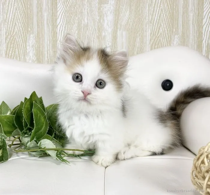 ID:2207-02586の子猫