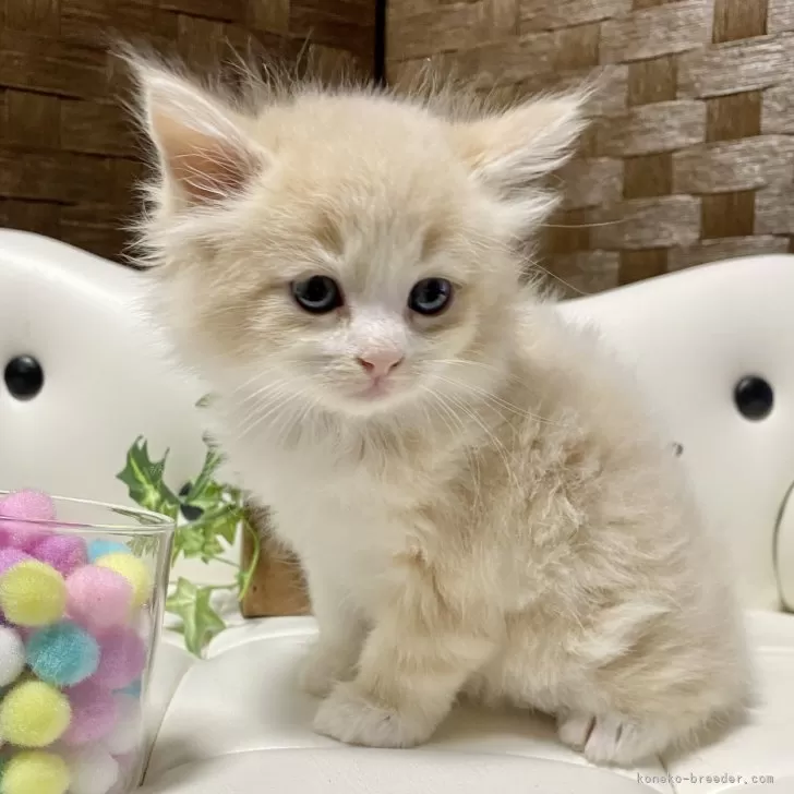 ID:2404-00201の子猫