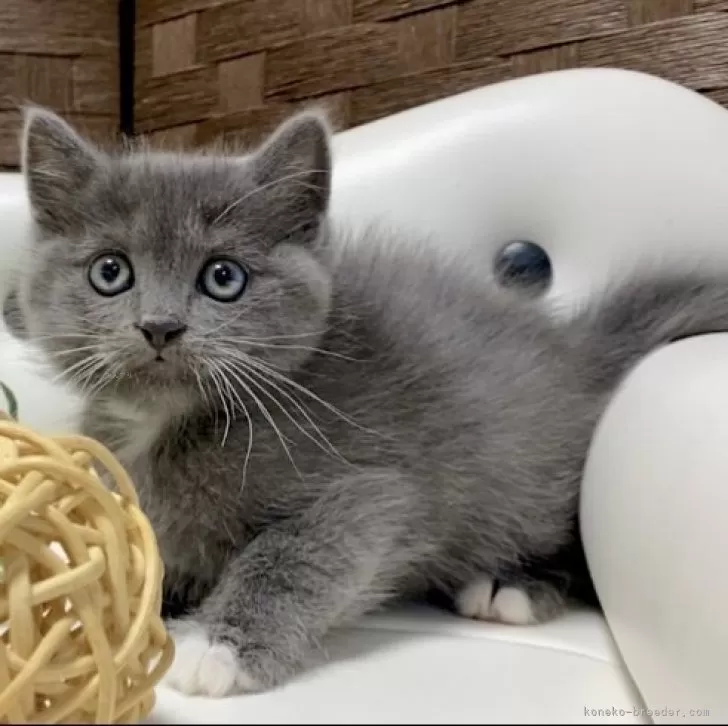 ID：2404-02269の子猫