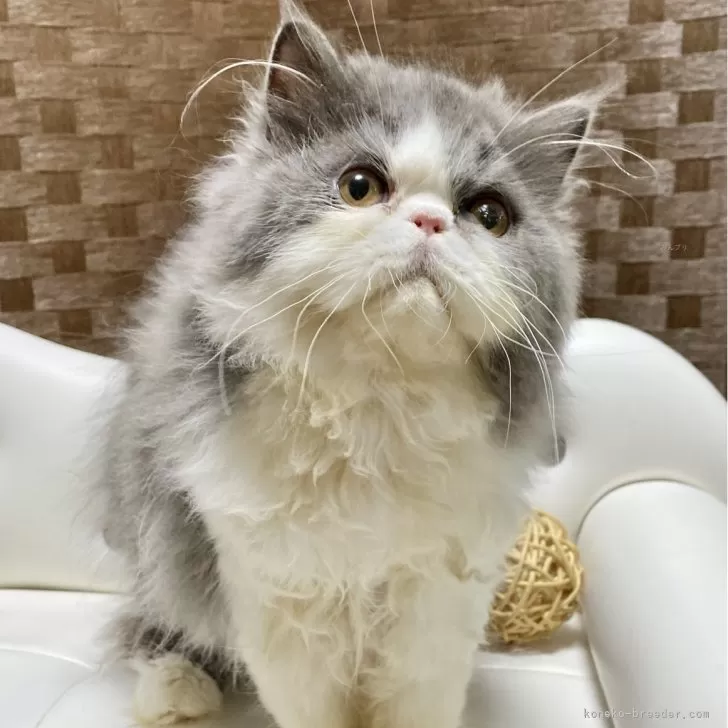 ID：2407-01544の子猫