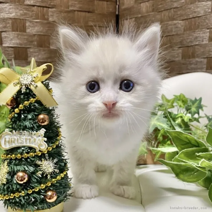 ID:2311-01855の子猫