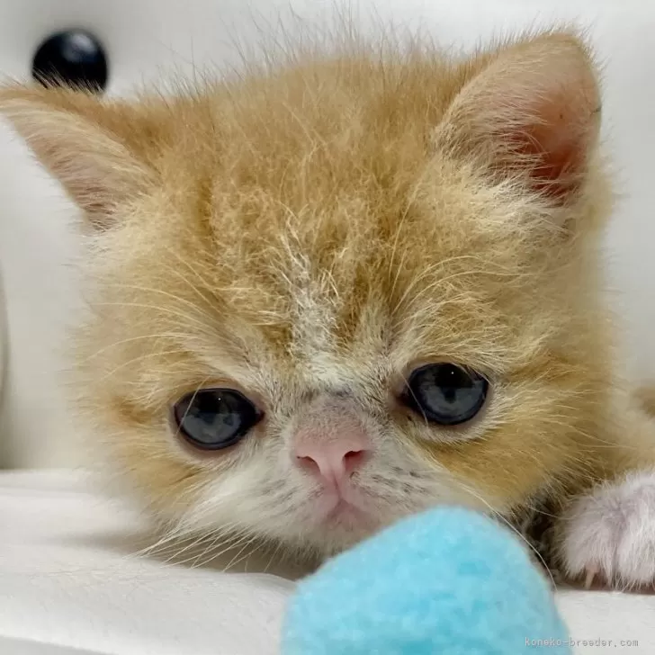 ID:2410-00639の子猫