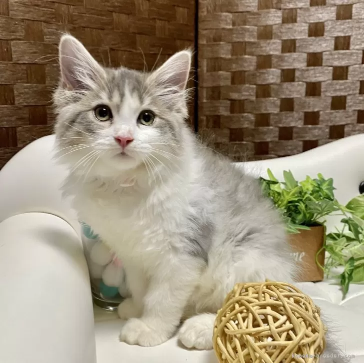 ID：2405-01652の子猫