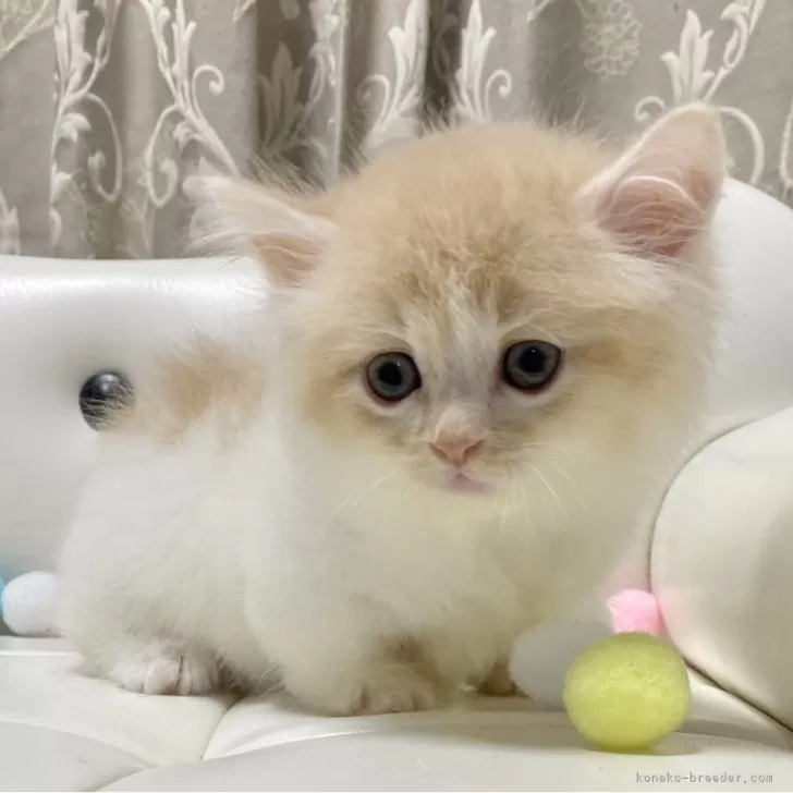 ID:2409-03113の子猫