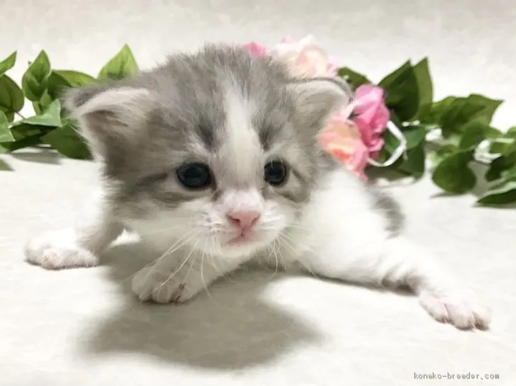 ID:2011-02047の子猫