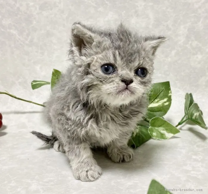 ID：2201-01068の子猫
