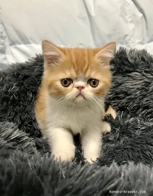 ID：2002-00039の子猫