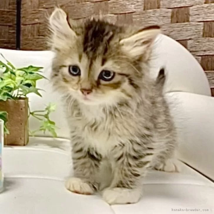ID:2405-00838の子猫