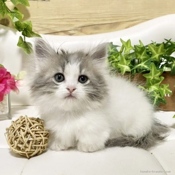 ID:2306-01855の子猫