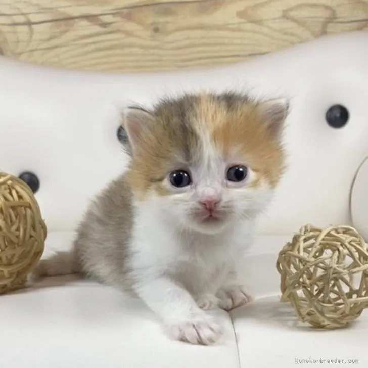 ID:2212-02287の子猫