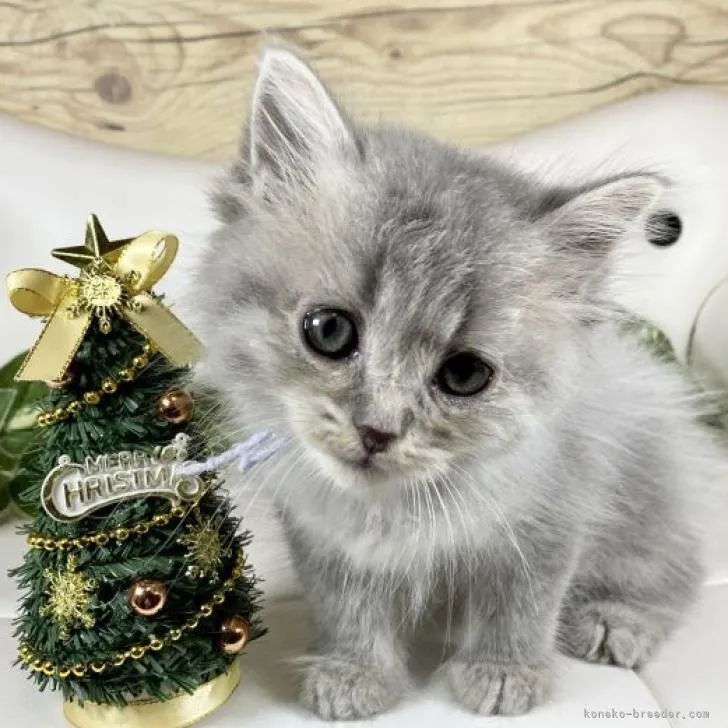 ID：2211-00878の子猫