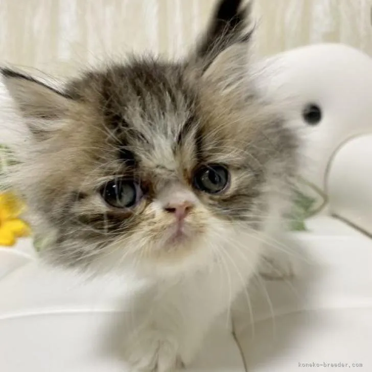 ID:2206-02983の子猫
