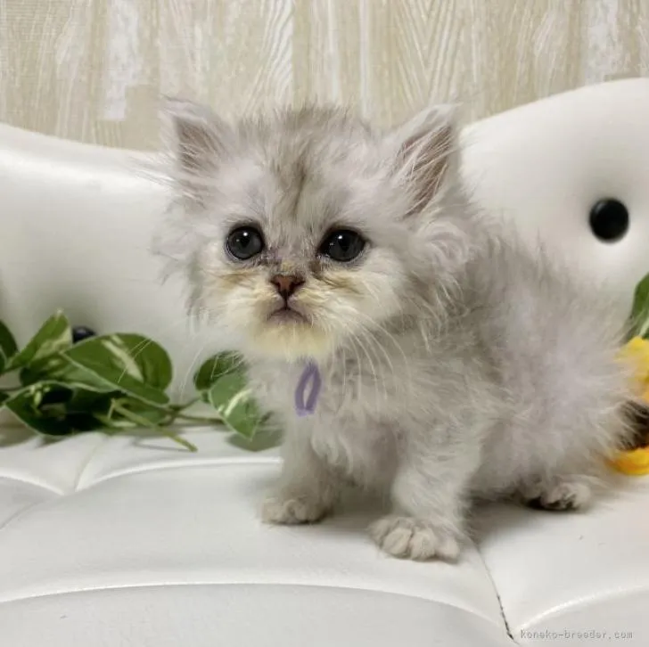 ID:2207-02011の子猫