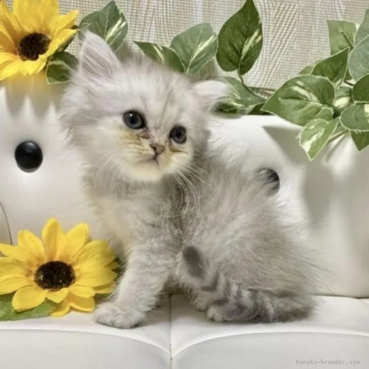 ID:2207-00606の子猫