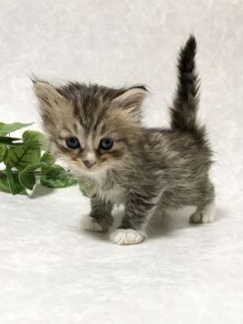 サイベリアン【愛知県・男の子・2021年2月25日・ブラウンタビー&ホワイト】の写真「綺麗なタビー柄顔の子猫ちゃん❤️将来楽しみ❤️」