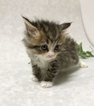 サイベリアン【愛知県・女の子・2021年2月25日・ブラウンタビー&ホワイト】の写真「前足はショート、後足はロングの靴下を履いてます❤️」