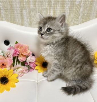 サイベリアン【愛知県・男の子・2022年4月22日・ブルーマッカレルタビー⭐️⭐️⭐️】の写真「26日迄掲載！美形&人気カラー❤️即お迎えできます」