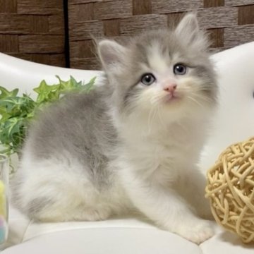 サイベリアン【愛知県・女の子・2024年3月31日・ブルータビー/ホワイト】の写真「人気色&フワフワヘア♪間違いようのない可愛さ💕」