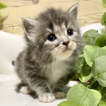 サイベリアン【愛知県・女の子・2023年6月15日・ブルータビー/ホワイト】の写真「明日8/6AM迄掲載！お問合せ時に驚愕特典ご案内！」
