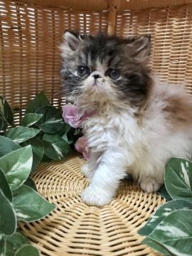 エキゾチックショートヘア【愛知県・女の子・2021年1月7日・ブラウンタビー&ホワイト【ロングヘア】】の写真「愛くるしいロングヘアーちゃん❤️期間限定掲載！」