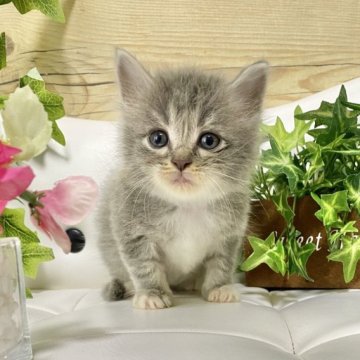 サイベリアン【愛知県・女の子・2023年5月19日・ブルータビー/ホワイト】の写真「10日迄の掲載です❗️キョトン顔がたまりません❤️」