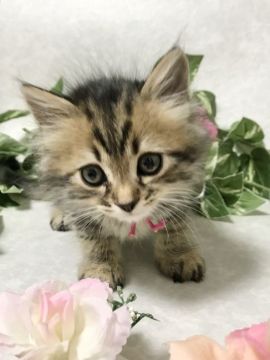 サイベリアン【愛知県・男の子・2021年4月10日・ブラウンタビー(トリプルコート)】の写真「元気いっぱいな男の子❤️本日12日までの募集です！」