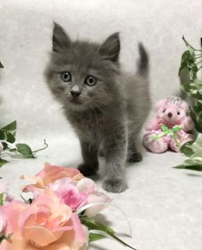 サイベリアン【愛知県・男の子・2021年2月25日・ブルー】の写真「お得なワクチン接種代込み　期間限定掲載‼️」