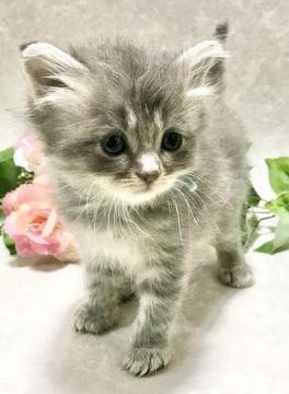 サイベリアン【愛知県・女の子・2021年4月2日・ブルータビー&ホワイト(トリプルコート)】の写真「人気のカラーの美貌感溢れる子猫ちゃん❤️」