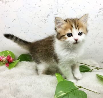 サイベリアン【愛知県・女の子・2021年9月26日・ブラウンタビー&ホワイト】の写真「本日迄の掲載！好奇心旺盛なハチワレ子猫💕」