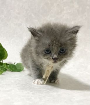 サイベリアン【愛知県・女の子・2021年2月25日・ブルータビー&ホワイト】の写真「甘えんぼうな癒しキャラの子猫ちゃん❤️」