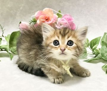 サイベリアン【愛知県・男の子・2021年3月14日・ブラウンタビー】の写真「ふわもこイケメン子猫❤️‼️本日迄の掲載です‼️」