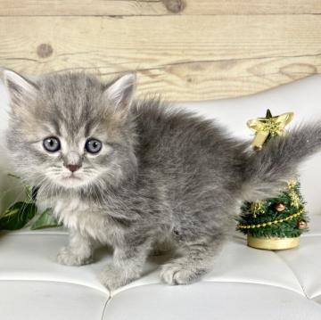 サイベリアン【愛知県・男の子・2022年10月24日・ブルータビー&ホワイト⭐️】の写真「Xmas特別プライス⭐️」